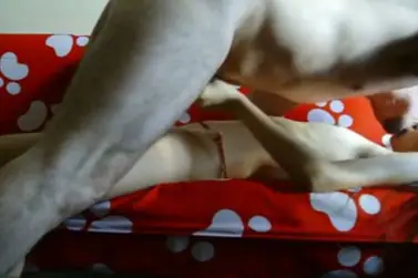 ABG Jakarta Bispak Hotel Bintang Lima Live Skandal Hot